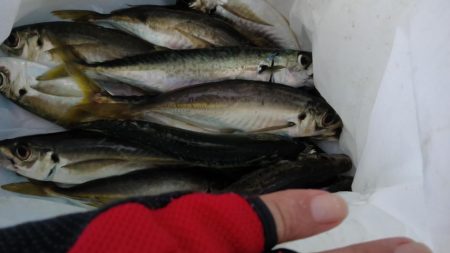 フィッシングパーク釣果良好！